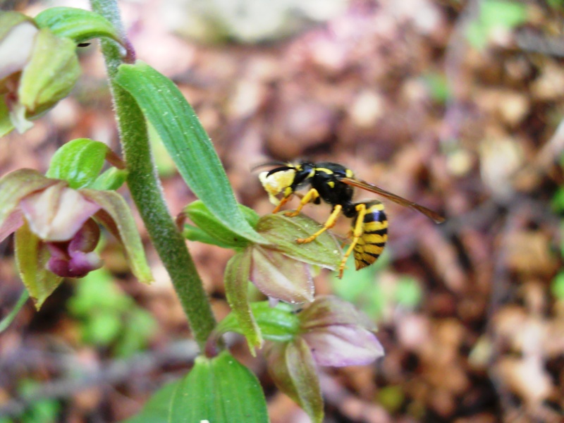 Vespula inpollinatore da identificare